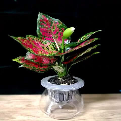 2511590633052717.jpg 2511590633052717.jpg